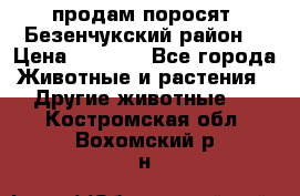 продам поросят .Безенчукский район  › Цена ­ 2 500 - Все города Животные и растения » Другие животные   . Костромская обл.,Вохомский р-н